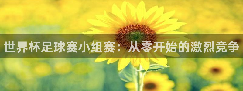 纵横国际下载链接