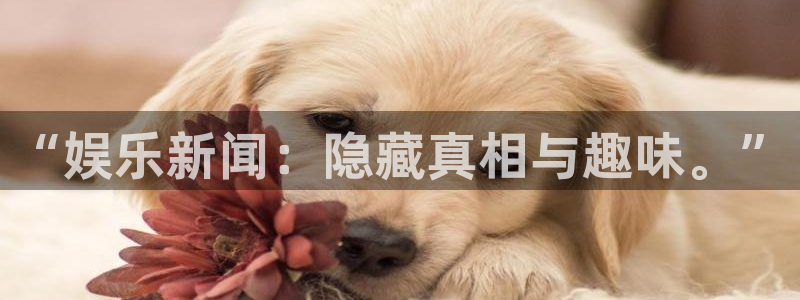 纵横中文网是哪个app