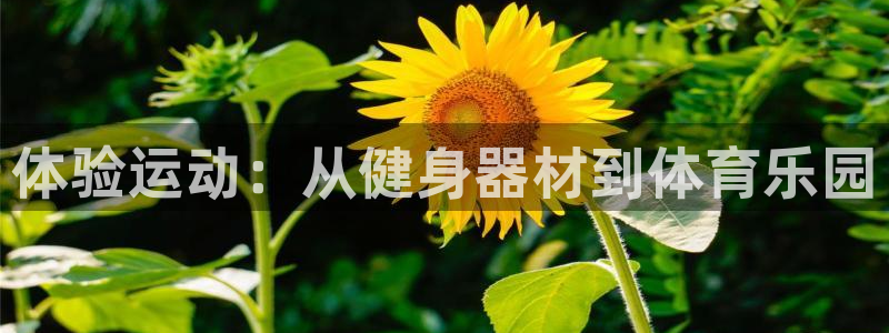 穿越者纵横动漫世界txt下载：体验运动：从健身器材到体育乐园