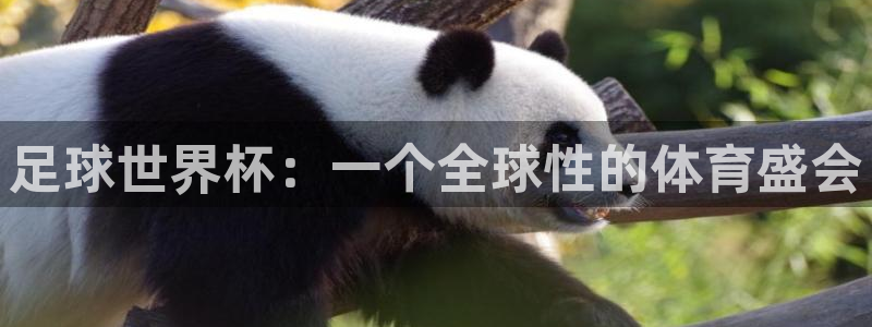 中国纵横国道：足球世界杯：一个全球性的体育盛会